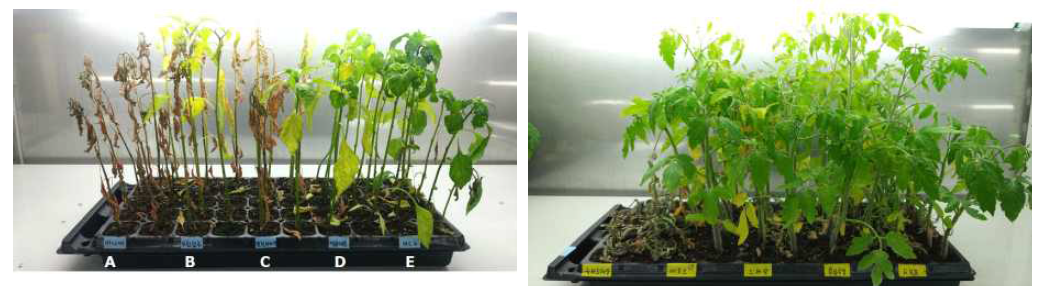 대조품종 발병양상(좌; 고추, 접종 후 4주, 우; 토마토 접종 후 2주)