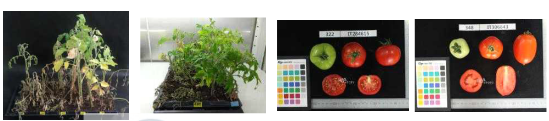 토마토 풋마름병 저항성 자원 및 과실 이미지