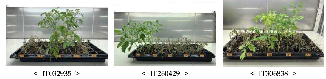 토마토 풋마름병 저항성 자원의 생물검정 결과
