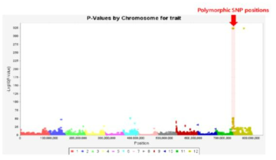 저항성 및 감수성 자원 각 48개의 GWAS 후 Manhattan plot