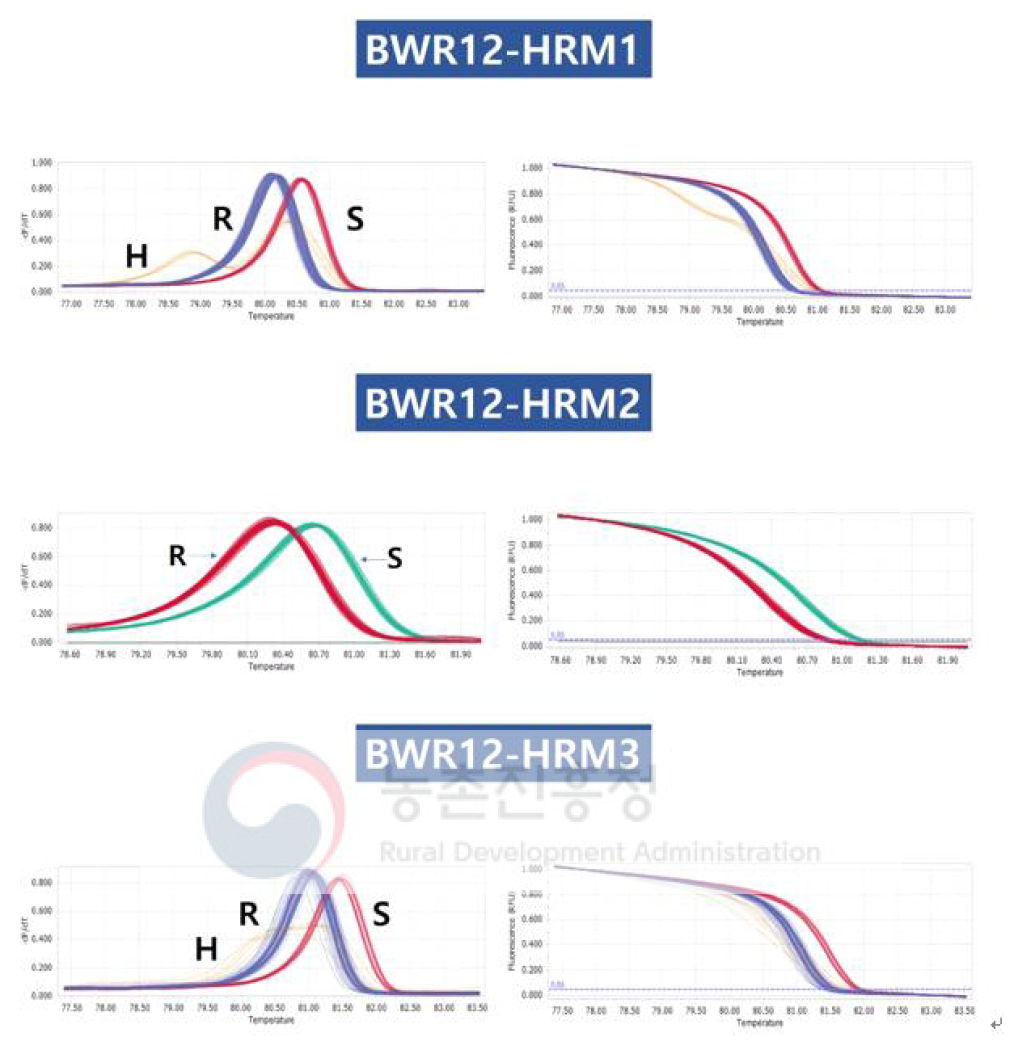 후보 마커의 HRM 분석 곡선: (좌)Bwr12-HRM1,(우)Bwr12-HRM1