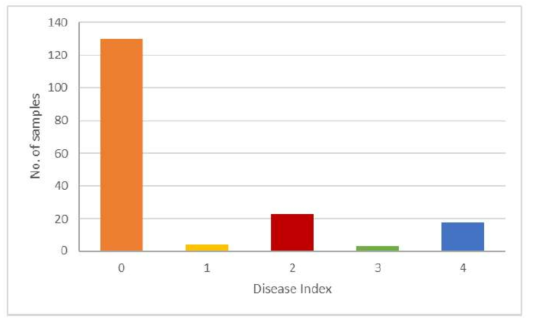 GWAS 분석 대상 식물체의 풋마름병 발병지수 분포