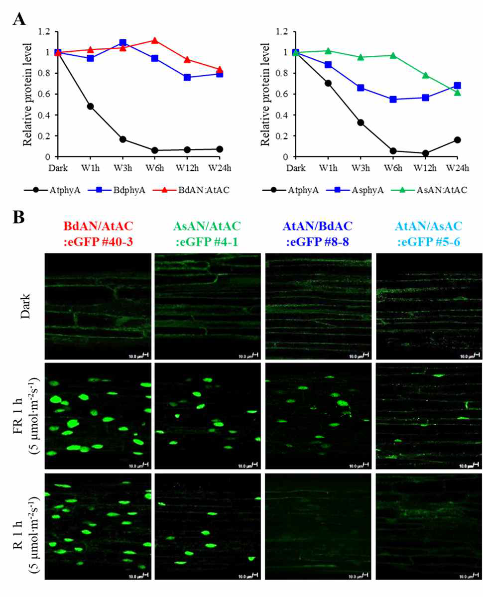 단자엽/쌍자엽 파이토크롬 키메라 돌연변이들의 단백질 안정성 및 핵으로의 이동성 분석 결과. (A) 광 조사에 따른 파이토크롬 단백질 분해 조사 결과. 암 조건에서의 파이토크롬 양을 기준으로, 광 (백색광, W) 조사 시간에 따른 파이토크롬 단백질의 상대적 양을 western blot 분석과 ImageJ program을 이용하여 분석하였음. 이때 AtphyA는 광에 의해 분해되는 파이토크롬으로, BdphyA는 광에 의해 분해되지 않는 파이토크롬으로 포함됨. 참고로 AsphyA는 분해되지만 AtphyA에 비해 느리게 분해됨. (B) 핵으로의 이동성 조사 결과. 배양한 seedling을 암 조건(Dark)에서 계속 배양하거나 원적색광 (FR) 또는 적색광 (R) 하에서 1시간 배양한 후 confocal microscope로 GFP signal을 관찰함. 원적색광 하에서는 4종의 키메라 모두 핵으로 이동하는 반면, 적색광 하에서는 단자엽 파이토크롬의 N-domain을 지닌 BdAN:AtAC 및 AsAN:AtAC 키메라만 핵으로 이동하는 것을 확인할 수 있음