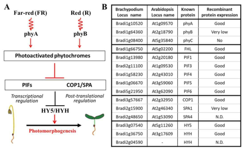 Brachypodium 표준유전체 분석을 통해 확보한 파이토크롬 신호전달에 관여하는 유전자들. (A) 애기장대 연구를 통해 제시된 simplified 파이토크롬 신호전달 모델. 간단하게 “phytochrome (+FHY1/FHL, 핵으로의 이동에 필요) → PIFs  Bradi2g04590 유전자는 합성하여 진행함)