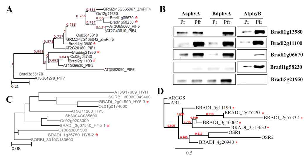 후속 연구를 위해 발굴된 신규 광신호전달인자들. (A-B) BdPIF 유전자 및 파이토크롬과의 단백질-단백질 상호작용 분석 결과. 총 5종의 BdPIF 유전자들이 선발되었고 (빨간색 별표), 이들은 애기장대 PIF1, PIF3, PIF4, PIF5 등과 유사한 유전자로 분류됨. (C) BdHY5 유전자. Brachypodium 유전체 내에 3종의 HY5 유전자가 발굴되었으며 (빨간색 별표), 이중에서 BdHY5-1 및 BDHY5-2 유전자의 발현은 확인되었으나 BdHY5-3 유전자는 발현되지 않았음. 이후 BdHY5-3 유전자는 in vitro 합성을 통해 확보하여 이용함. (D) BdARGOS 유전자. 이 유전자는 애기장대에서 ARGOS (최초 보고), ARL, OSR1, OSR2 등으로 알려져 있으며, Brachypodium 유전체에는 총 6종의 ARGOS homologous 유전자가 존재하였음 (빨간색 별표)