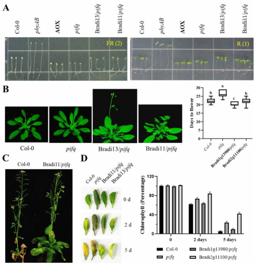 BdPIF (Bradi2g11100 & Bradi1g13980) 도입 애기장대 식물체 분석 결과. (A) Seedling에서의 광 반응성 조사 결과. 원적색 (FR) 및 적색 (R) 광 조건에서 배양한 seedling을 보여줌. (B) 애기장대 식물체의 개화 시기 조사 결과. 동일한 시기에 찍은 사진이 포함됨. (C) Bradi2g11100 도입 성숙 식물체의 노화 지연 표현형. (D) Senescence assay. 노화 조건 처리 시간에 따른 잎의 사진과 엽록소 감소량을 보여줌