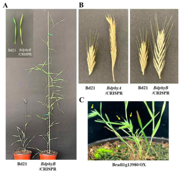 유전자 교정을 통해 확보한 파이토크롬 결핍 식물체 및 Bradi1g13980 과발현 식물체 분석 결과. (A) BdphyB 결핍 식물체. 위쪽은 잎의 표현형을 보여줌. (B) BdphyA 및 BdphyB 결핍 식물체의 spikelet 사진. (C) Bradi1g13980 과발현 Brachypodium 식물체. 노란색 화살표는 변형된 spikelet들을 가리키고 있음 (성숙된 종자 확보되지 않았음)