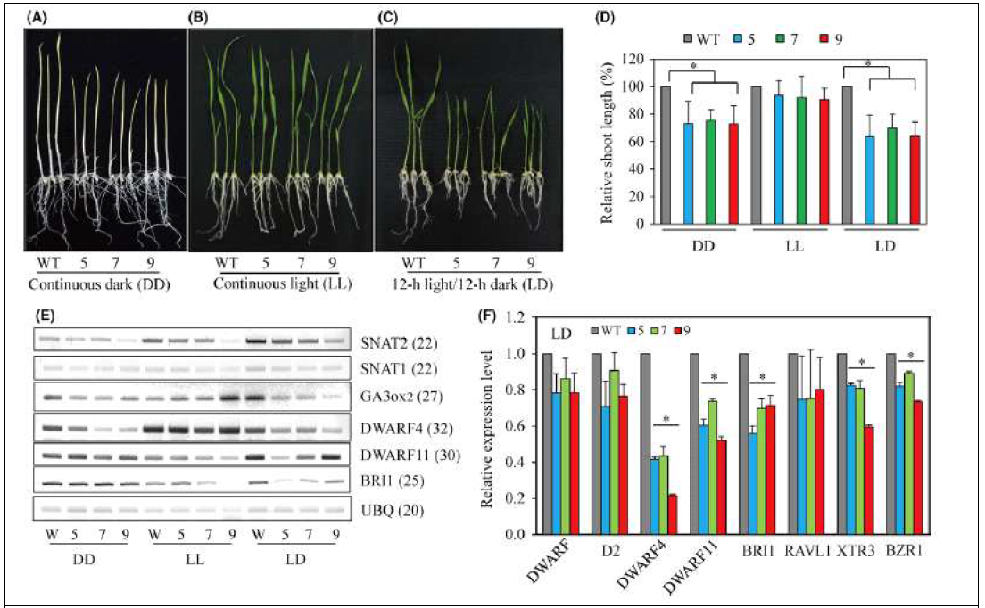 멜라토닌 결핍SNAT2 RNAi 벼의 표현형 및 관련 유전자 검정. A-C. 다양한 빛 조건에서 벼 유묘 생장 차이. D. 상대적 엽 길이. E. 유전자 발현 RT-PCR. F. 유전자 발현의 qRT-PCR