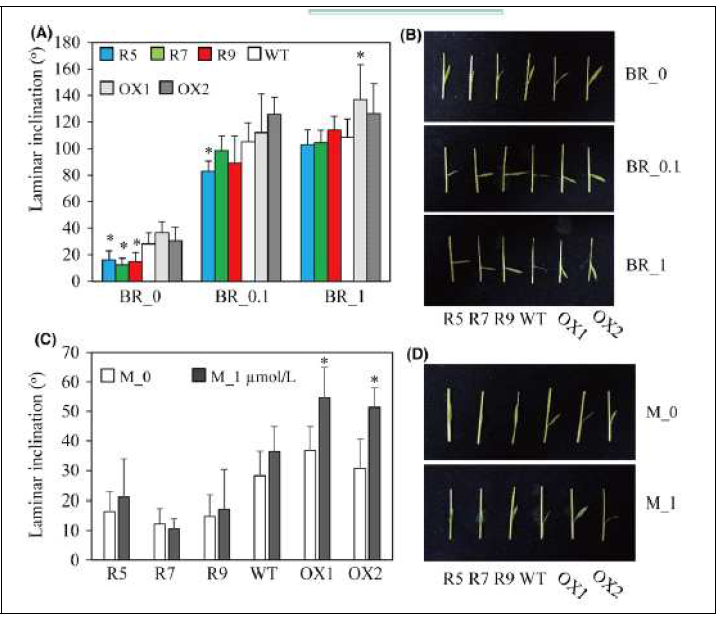 브라시노스테로이드와 멜라토닌의 엽각 효과. A. 형질전환벼에서 BR 반응. B. Laminar joint 그림. C. 형질전환벼에서 melatonin 반응. D. Laminar joint 그림