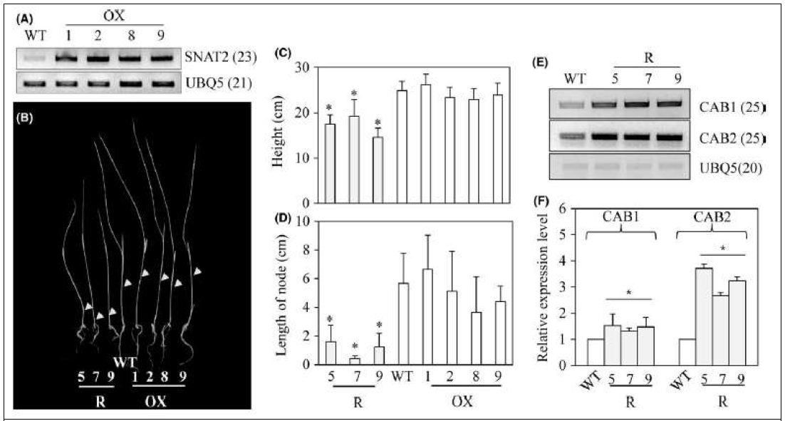 형질전환체에서 밤생장 저해 표현형. A. 과다발현체 RT-PCR 결과. B. 밤 생장 결과. C. 키. D. 절간 길이 측정. E. 광형태형성 유전자 발현 Rt-PCR. F. qRT-PCR