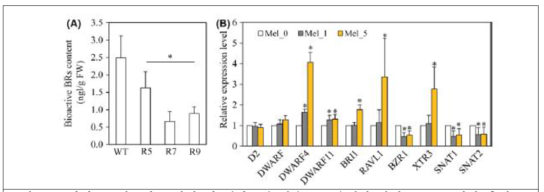 브라시노스테로이드 함량 및 멜라토닌 반응 BR 유전자 발현. A. BR 함량 측정. B. 멜라토닌 반응 BR 관련 유전자 발현 측정
