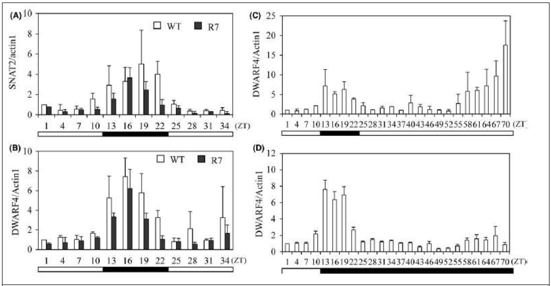 주야간 SNAT2 mRNA 리듬 변화 측정. A. SNAT2 주야간 리듬 변화. B. DWARF4 주야간 리듬변화. C. DWARF4 circadian rhythm 조사. D. DWARF4 circadian rhythm 조사