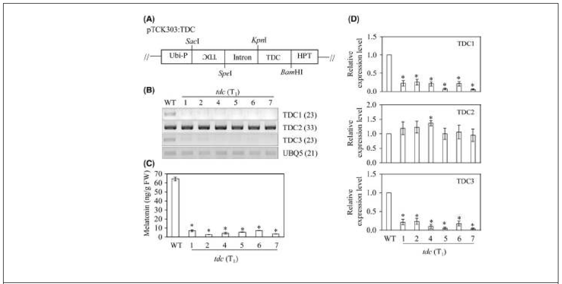 멜라토닌 생합성의 첫째 효소인 tryptophan decarboxylase (TDC) 유전자 억제발현 형질전환벼에서 멜라토닌 함량 측정 분석