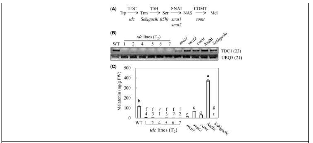멜라토닌 저해벼에서 TDC1 유전자 발현 비교 및 멜라토닌 생합성 능력 비교