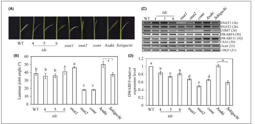다양한 멜라토닌 결핍벼 형질전환벼의 laminar angle 및 DWARF4 유전자 발현 비교 결과