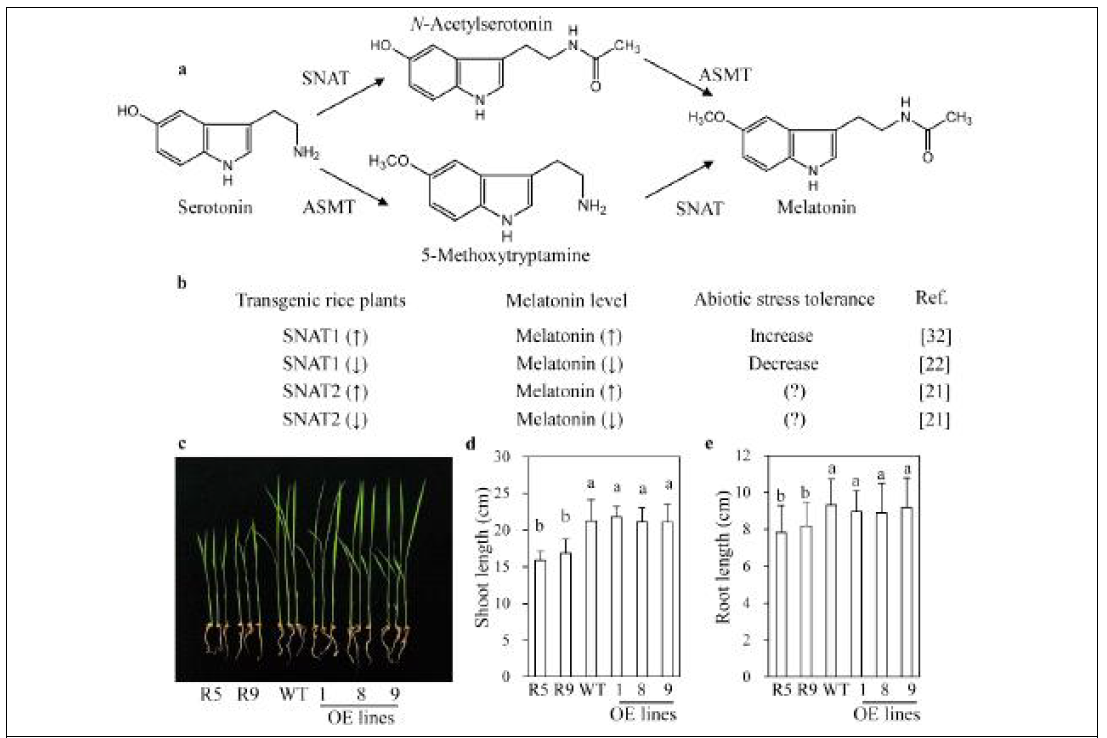 snat2 RNAi 및 SNAT2 과다발현 형질전환벼의 유묘 phenotypes