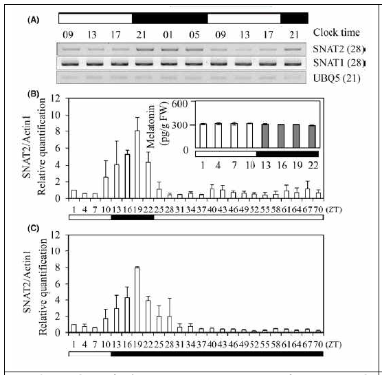 일주기별 SNAT2 mRNA 리듬. A. 일주기별 SNAT2 mRNA semi-quantitative PCR 결과. B. qRT-PCR circadian rhythm. C. qRT-PCR circadian rhythm