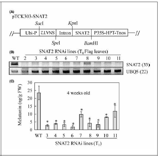 Binary vector 및 형질전환체 육성. A. Binary vector 모식도. B. 형질전환벼에서 RT-PCR 결과. C. 멜라토닌 함량 측정