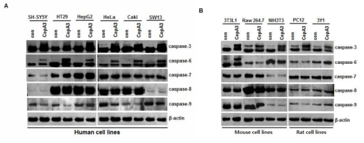 CopA3 펩타이드는 caspase-3과 caspase-6의 분자량을 증가시킴