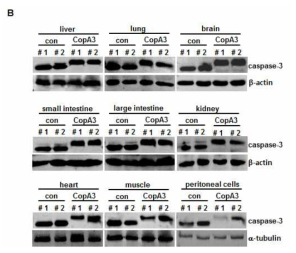 CopA3는 시험관 내 caspase-3과 caspase-6의 분자량도 증가시킴