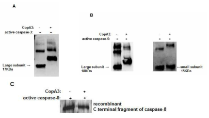 CopA3가 caspase-3/6과 직접적으로 결합함