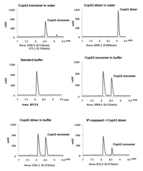 CopA3 펩타이드는 caspase-3에 직접 결합함