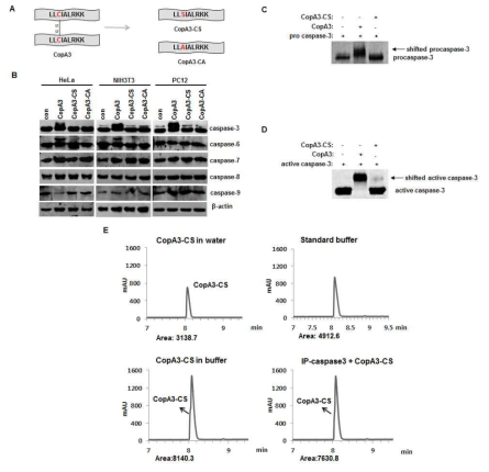 CopA3와 caspase-3의 결합 시 시스테인의 역할