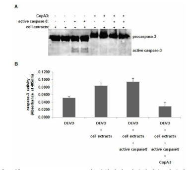 CopA3는 caspase-3에 결합하여 절단과정을 차단함