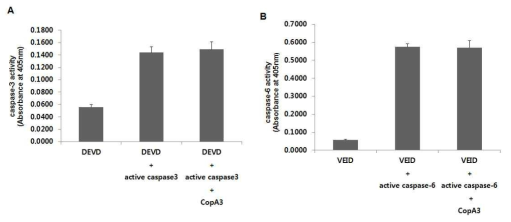 CopA3는 절단되어 활성화된 caspase-3와 –6의 활성에는 영향이 없음