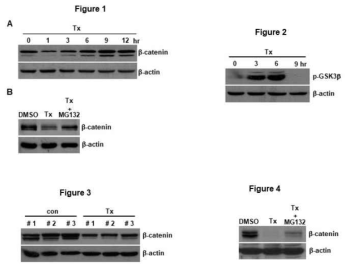 대장상피세포 속 Wnt 신호 경로에 대한 C. difficile 톡신A의 영향