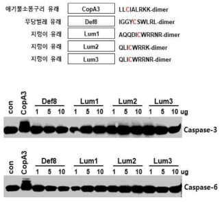 Caspase-3와 결합하는 CopA3의 아미노산 서열과 그로 인한 구조의 중요성