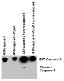 CopA3는 GST-caspase-3에 결합하여 절단과정을 차단함