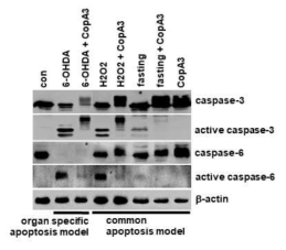 CopA3 처치는 다양한 신경세포 자살과정을 차단함
