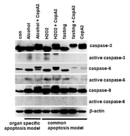 CopA3 처치는 다양한 간세포 자살과정을 차단함
