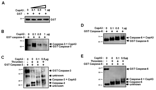 CopA3와 재조합단백질인 caspase-3과 caspase-6과의 결합