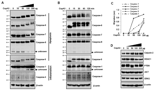 CopA3와 caspase-6와의 결합이 전기영동 상 큰 이동변화를 야기함
