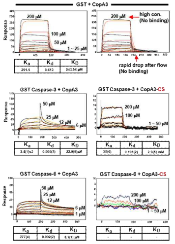 SPR 실험을 통해 CopA3와 caspase들 간의 직접적인 결합이 확인됨
