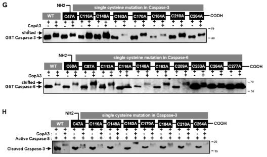 Caspase에 대한 CopA3의 multiple binding