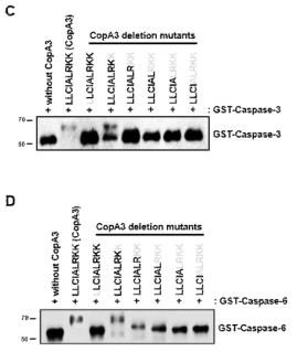 Caspase와 결합함에 있어서 CopA3 아미노산들의 역할