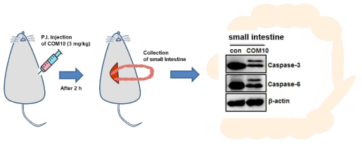 소장 내강에 주입된 CopA3가 점막 상피세포 속 caspase들과 결합함