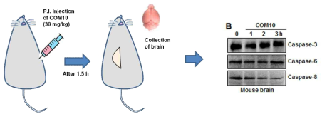 복강 주입 CopA3가 뇌 신경세포 속 caspase-3과 결합함