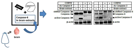 CopA3가 뇌 신경세포 속 caspase들의 활성형 절단과정을 차단함