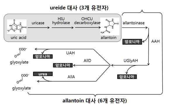 질소동화산물의 생성 및 질소의 저장·순환 대사과정 생성된 요산은 요산분해대사 (Step-II; Ureide 대사, 3개 유전자) 및 allantoin 분해대사 (Step-III; 6개 유전자)를 거치면서 질소를 암모니아 혹은 요소 형태로 방출하기에 질소효율 조절을 위한 주요한 역할을 담당한다