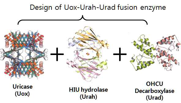 Step-II 요산분해대사 tri-functional 효소의 설계 Step-II 요산분해대사에 관여하는 3개 효소를 하나의 단백질로 설계하는 것을 최종목표로 하고 있다
