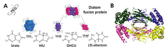 규조류 Step-II 요산분해대사 bi-functional 효소 Step-II 요산분해대사에 관여하는 3개 효소중 Urah-Urad가 융합된 bi-functional 효소의 분자구조