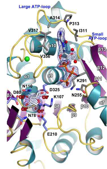 AtRBSK-ribose-A TP ternary 분자구조 AtRBSK의 효소 기능을 구명하기 위해서 기질인 ribose 및 ATP가 결합된 분자구조를 규명하였다