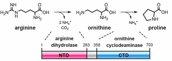 남세균 AgrE 두 개의 기능. AgrE는 두개의 서로 다른 기능을 수행하는 효소가 융합된 Bi-functional enzyme 이다