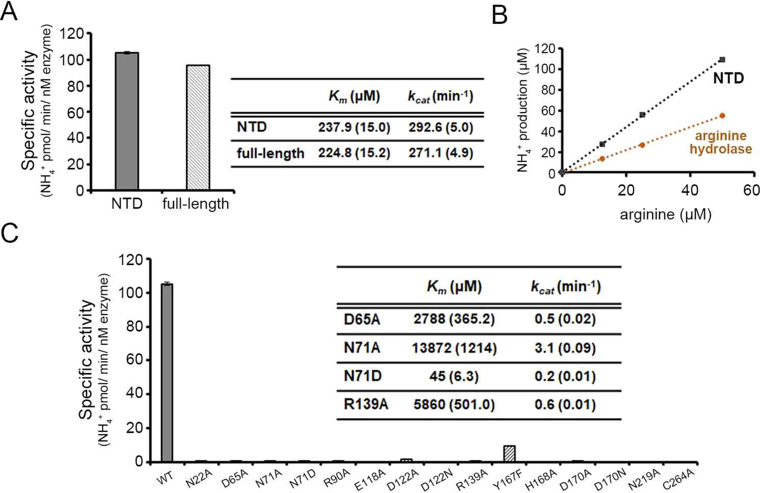 AgrE 효소활성 및 NTD 기능 분석 (A) AgrE full-length 및 NTD 의 activity assay (B) 기질 arginine 농도에 따른 product ammonia 생성농도를 측정한 결과 (B) 기질특이성에 관여하는 잔기들 mutant들의 specific activity 및 kinetic assay