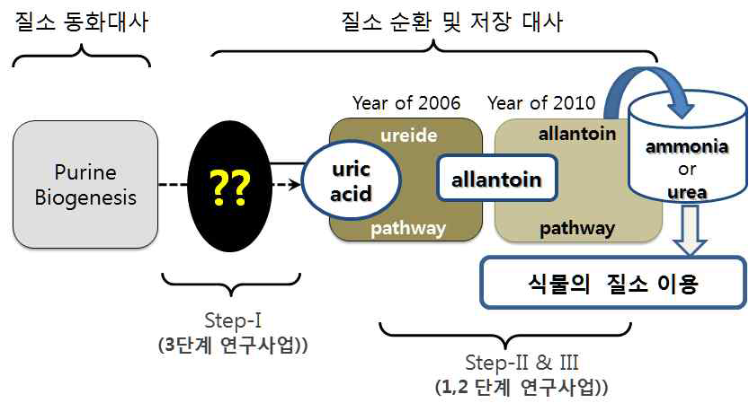 현재까지 규명된 질소순환 및 대사과정 관련 대사경로 도식도. 퓨린계열 뉴클레오사이드는 최근 기능이 제안된 분해 과정을 통하여 xanthine을 거쳐 요산(uric acid)으로 전환된다 (Step-I). 생성된 요산은 요산분해대사 (Step-II) 및 allantoin 분해대사 (Step-III)를 거치면서 질소를 암모니아 혹은 요소형태로 방출하기에 질소효율 조절을 위한 주요한 역할을 담당한다