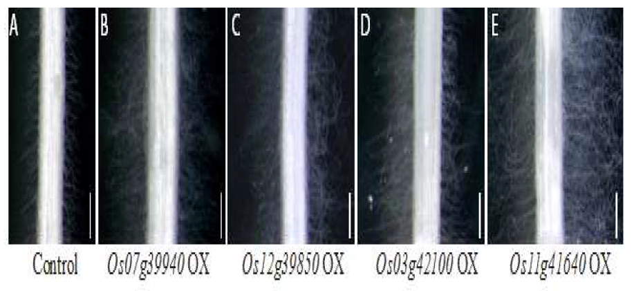 뿌리털 신장발달에 영향을 끼치는 4개의 유전자에 대한 과발현체 표현형
